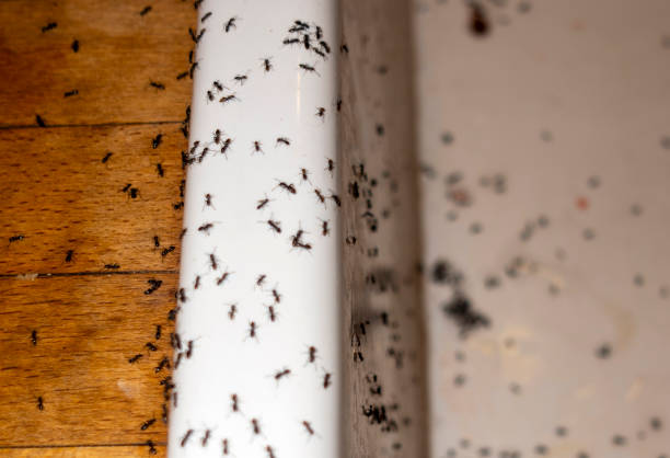 Pest Control for Restaurants in Ashwaubenon, WI