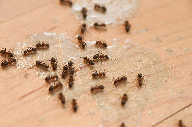 Best Pest Removal Services  in Ashwaubenon, WI
