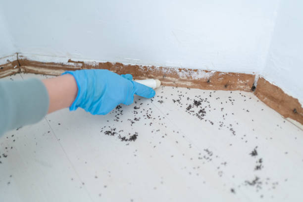 Best Cockroach Control Services  in Ashwaubenon, WI